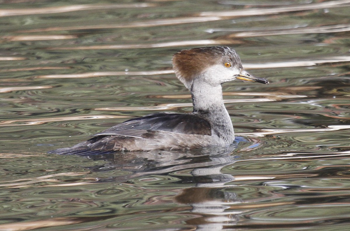 Hooded Merganser - ML510782351