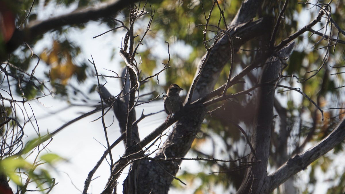 White-throated Sparrow - ML510782961