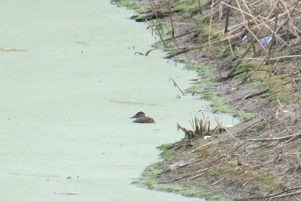 Ruddy Duck - ML510783061