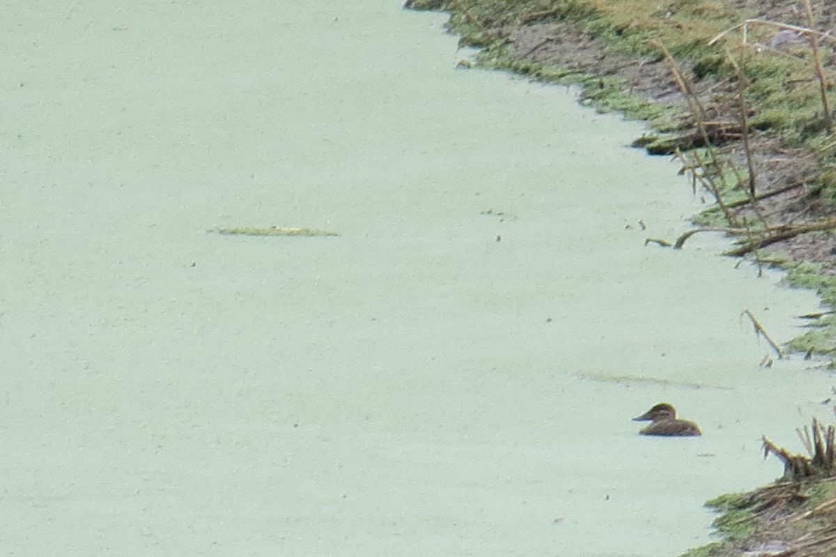 Ruddy Duck - ML510783071