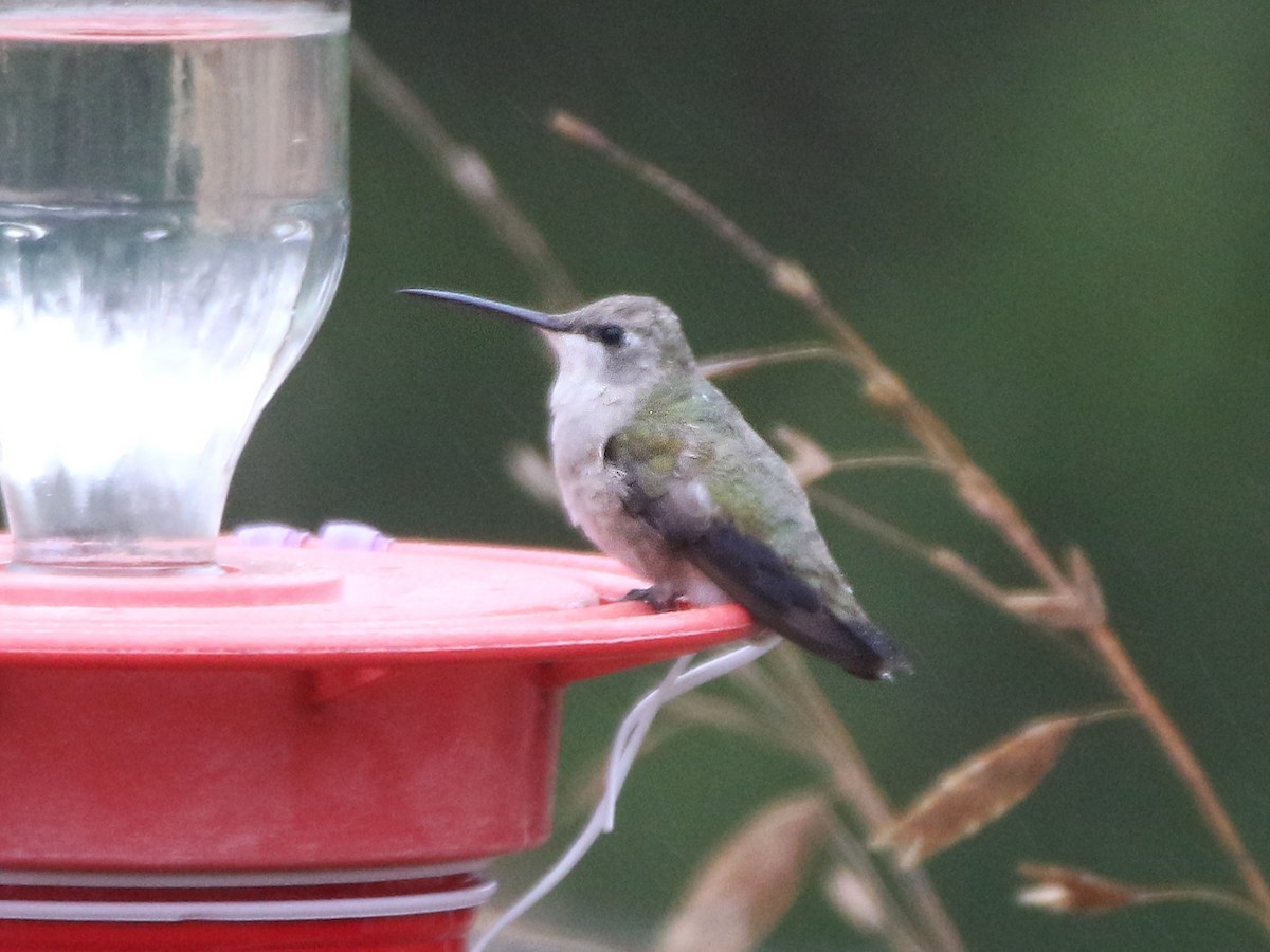 Black-chinned Hummingbird - ML510783231