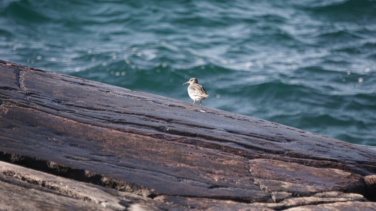 Purple Sandpiper - ML510783261