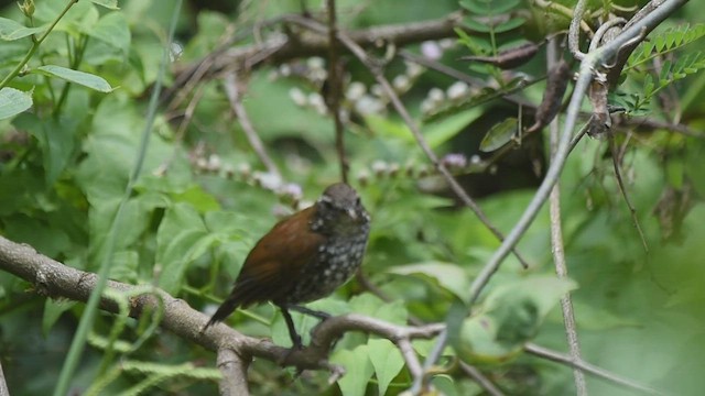 Sharp-tailed Streamcreeper - ML510783361