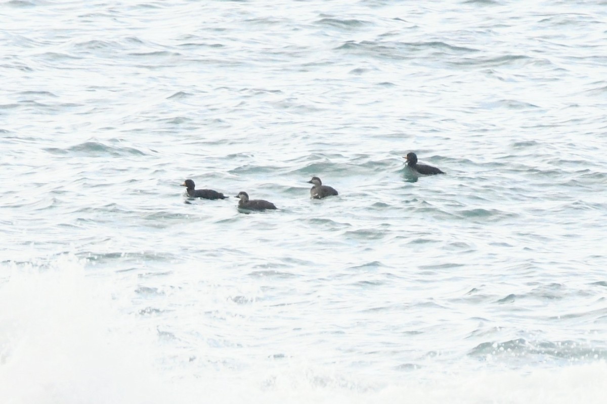 amerikasvartand - ML510784341