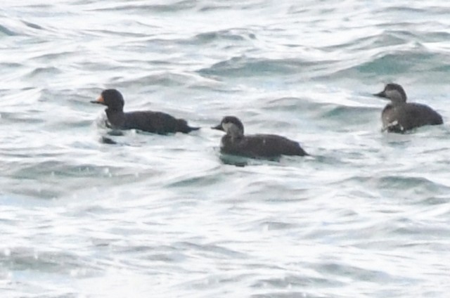 amerikasvartand - ML510784351