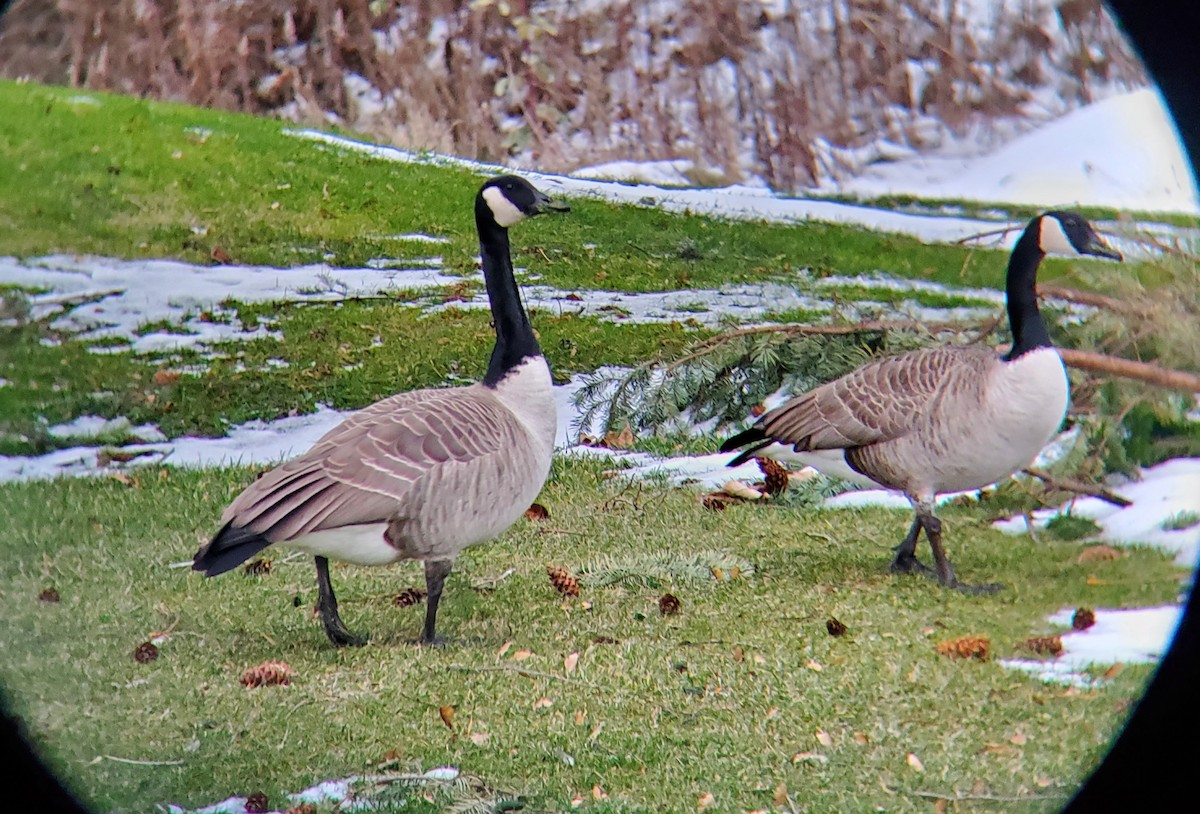 Canada Goose - ML510785771