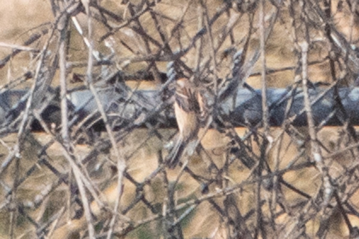 American Tree Sparrow - ML510785801