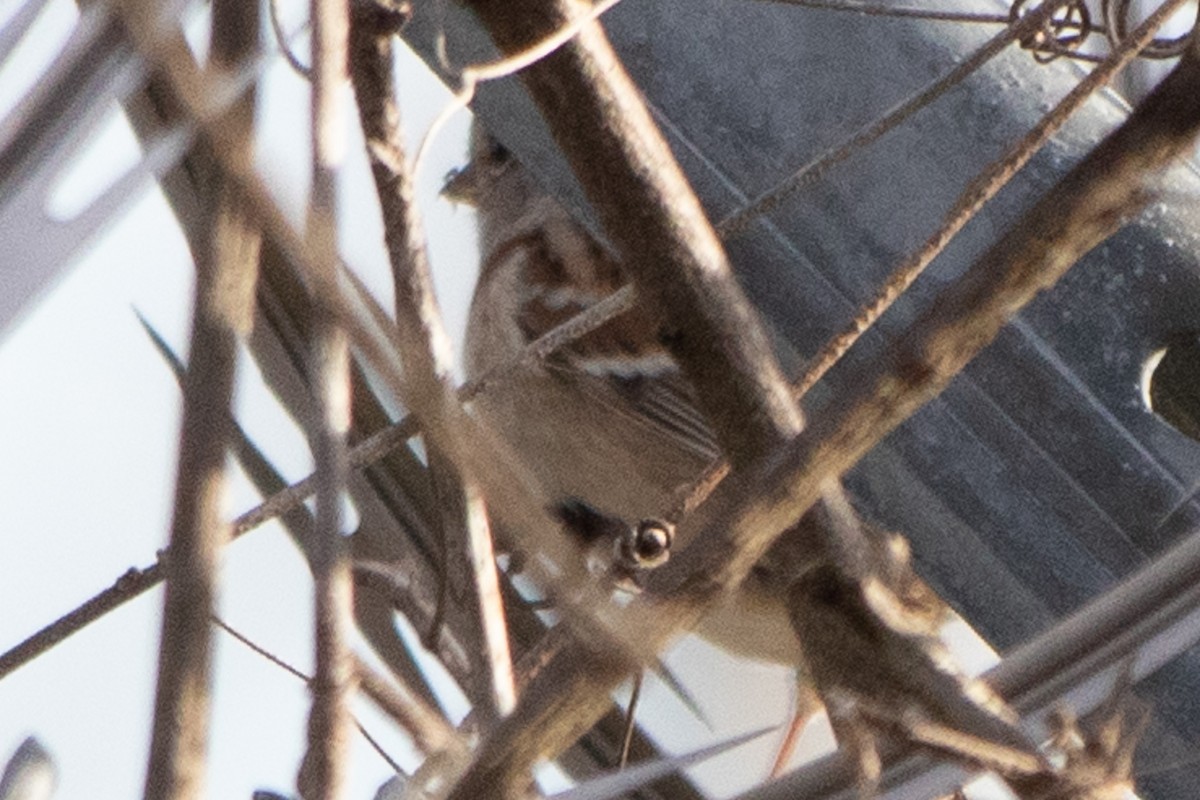 American Tree Sparrow - ML510785811