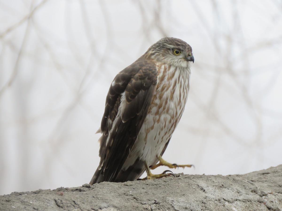 Sharp-shinned Hawk - ML510785841