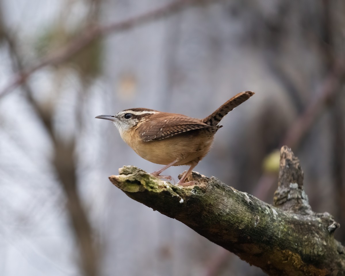 Carolina Wren - ML510787801