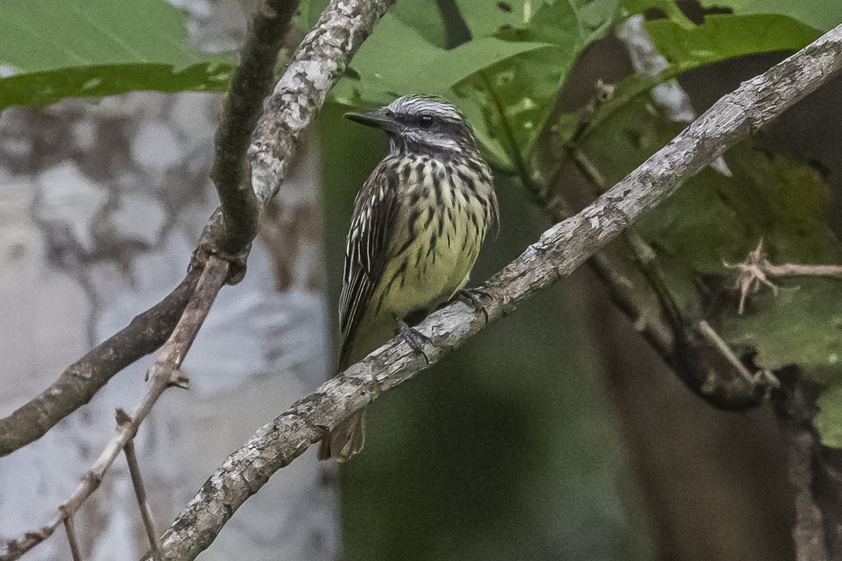 Sulphur-bellied Flycatcher - Amed Hernández