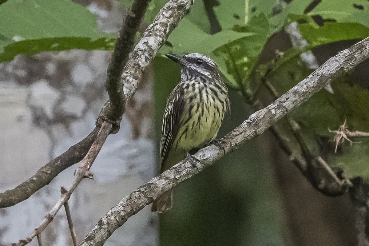 Sulphur-bellied Flycatcher - Amed Hernández