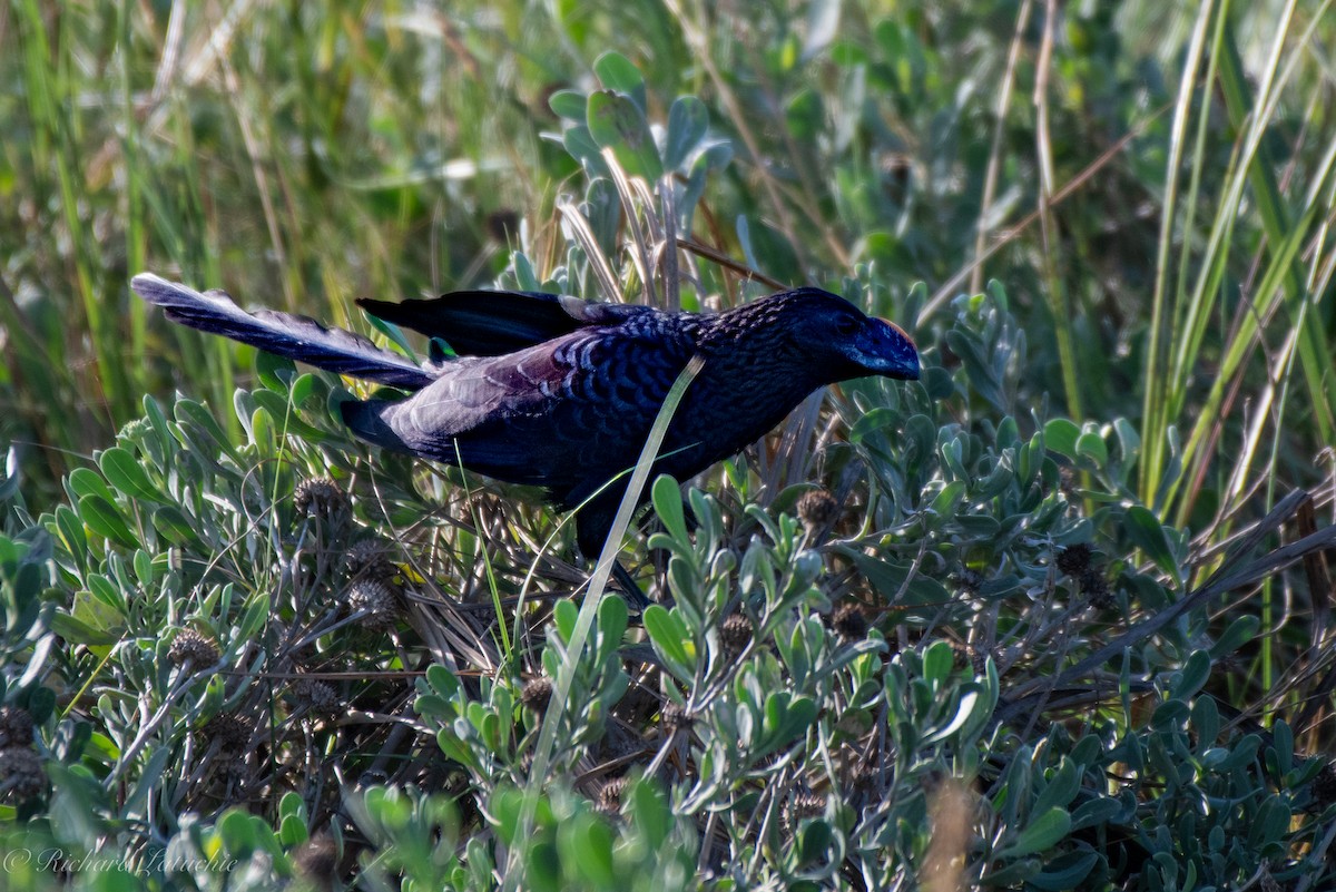 Smooth-billed Ani - ML510788441