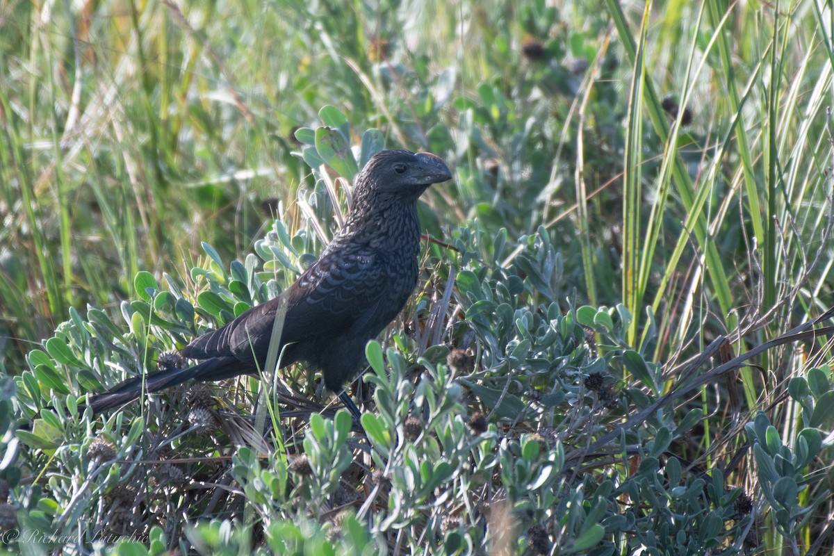 Smooth-billed Ani - ML510788471