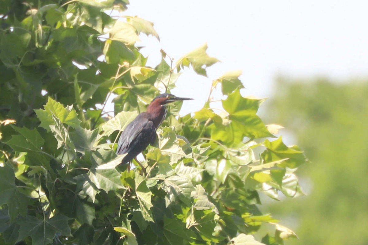 Green Heron - ML510788601