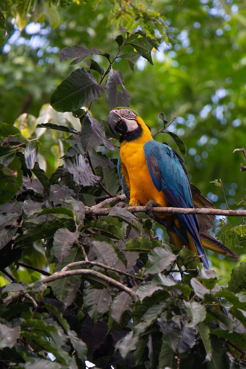 Blue-and-yellow Macaw - Yovany Ochoa