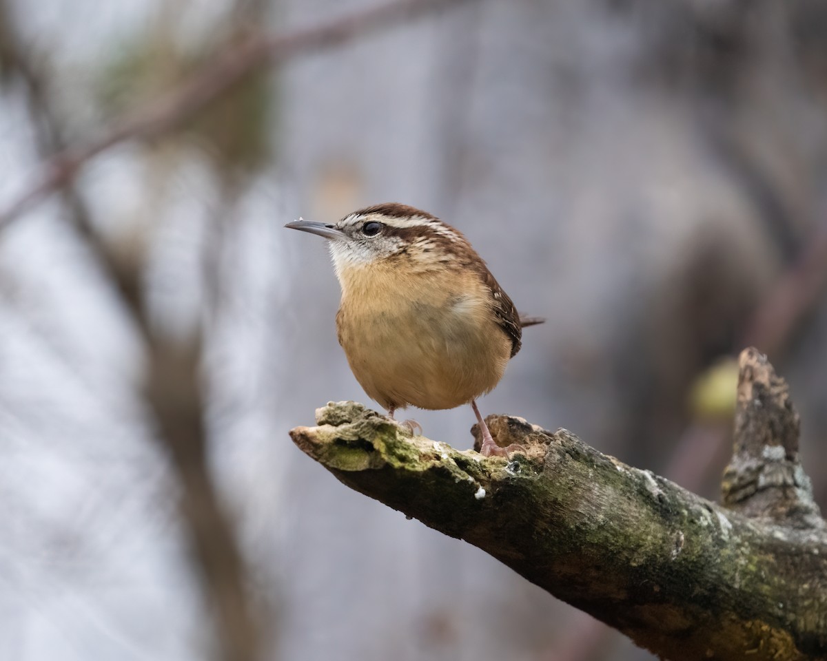 Carolina Wren - ML510789031