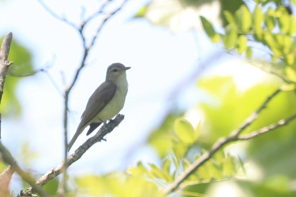 Warbling Vireo - ML510789071