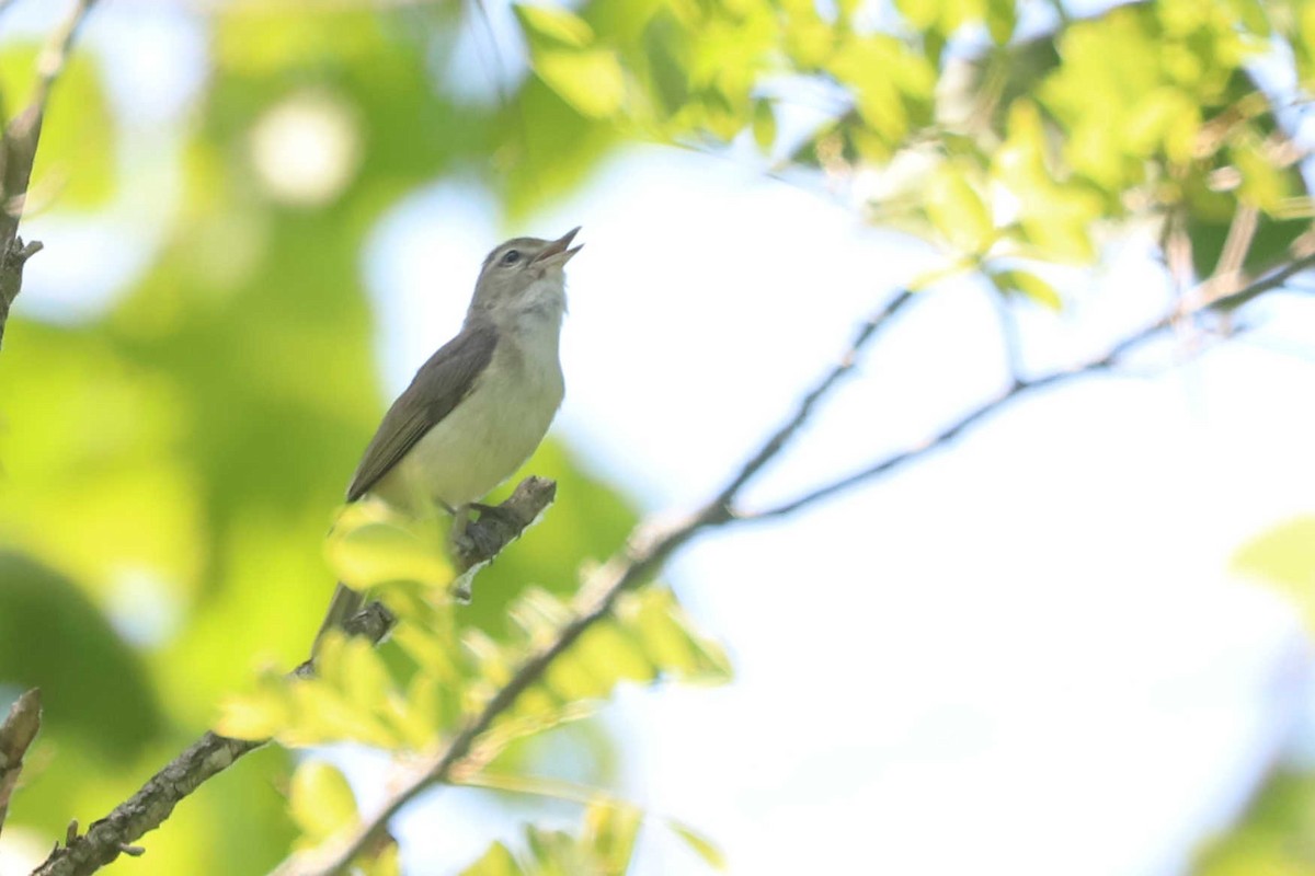 Warbling Vireo - William Hull