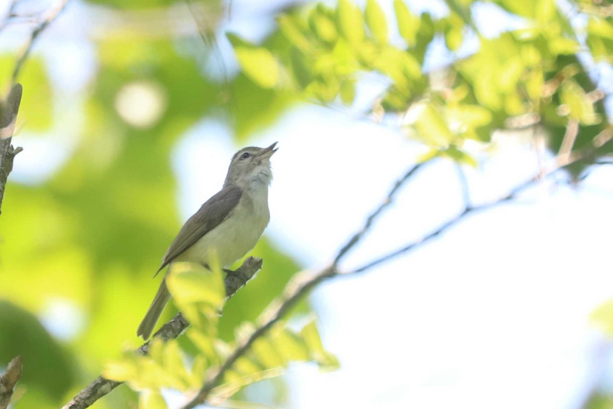 Warbling Vireo - ML510789091