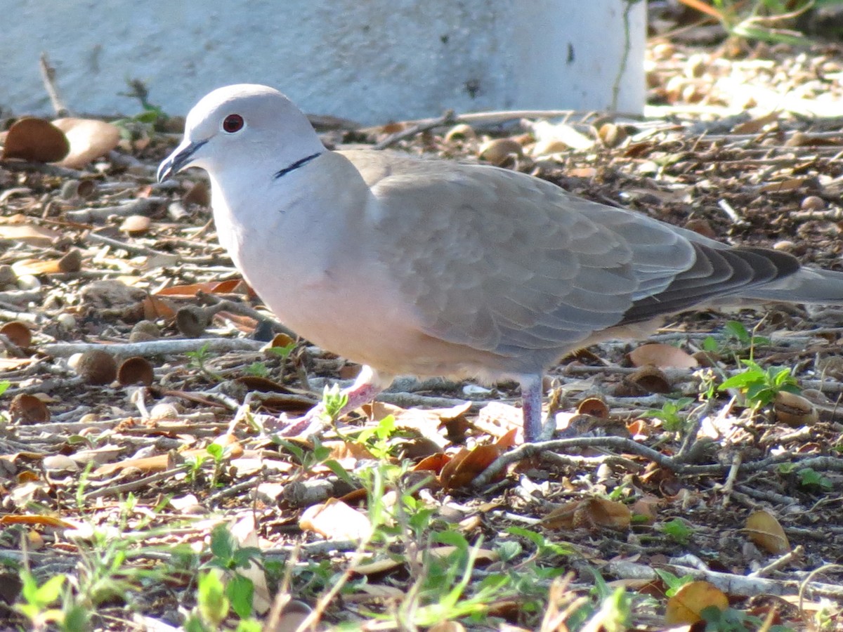 Eurasian Collared-Dove - Nancy Price