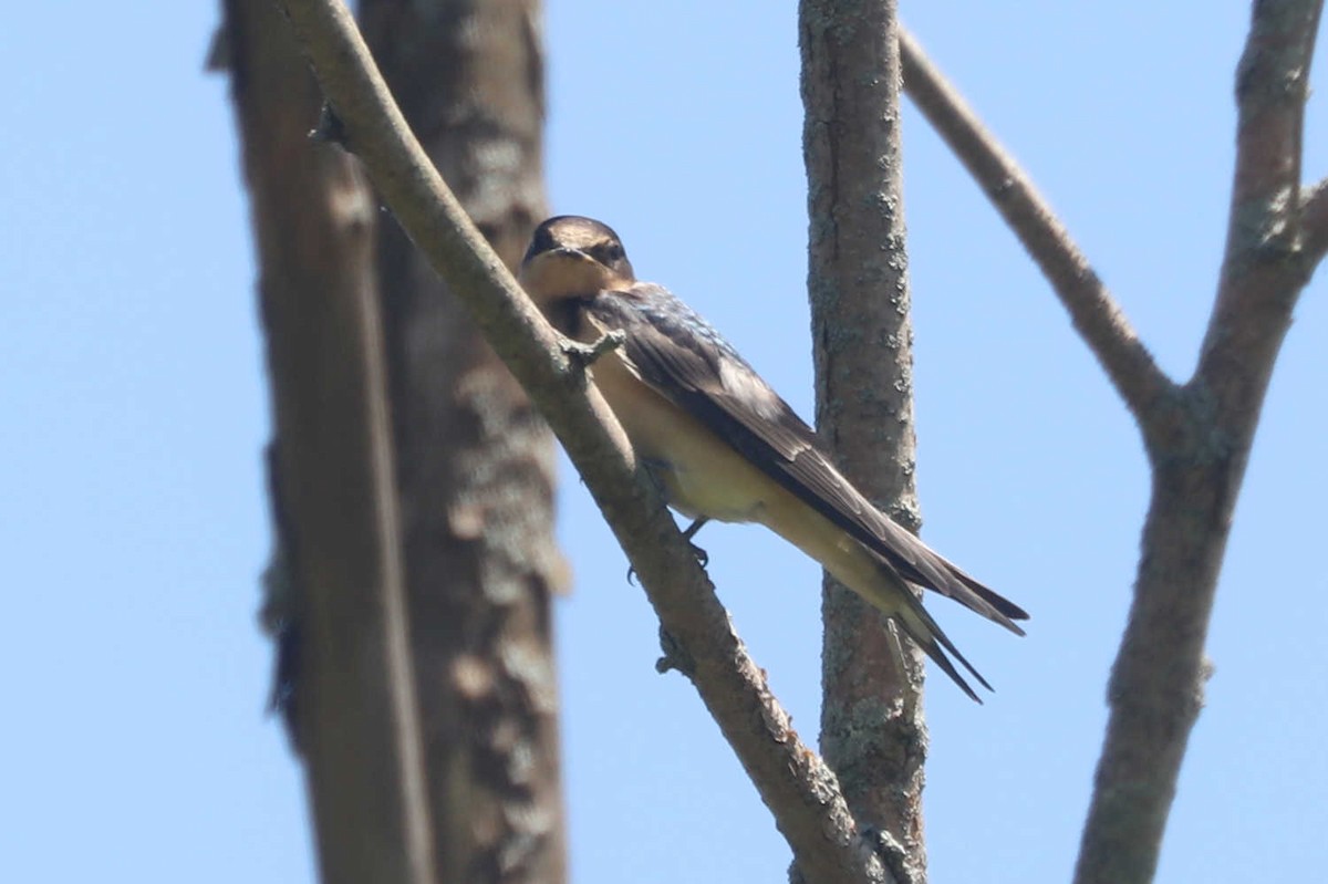 Barn Swallow - ML510789521