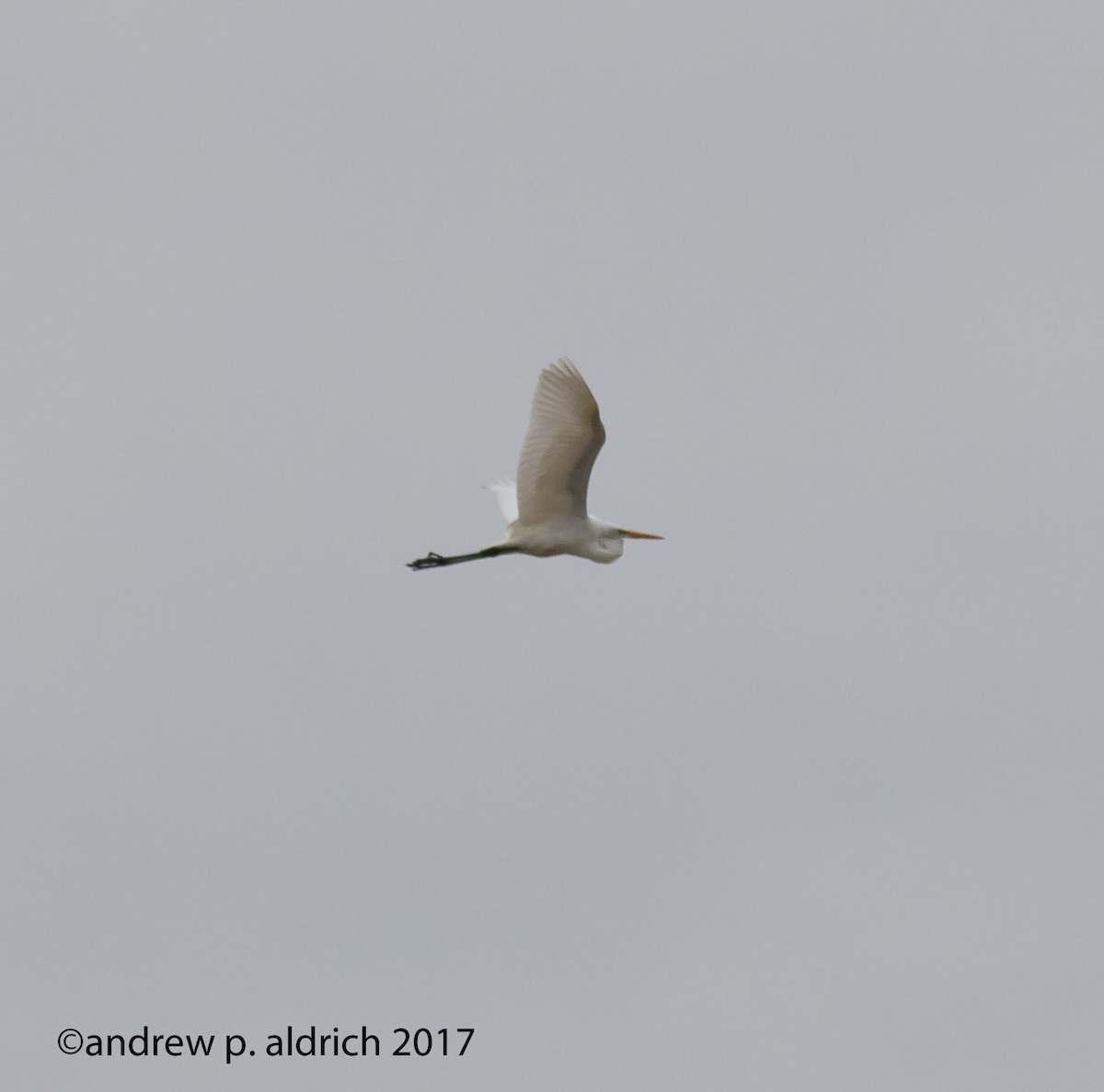 Great Egret - andrew aldrich