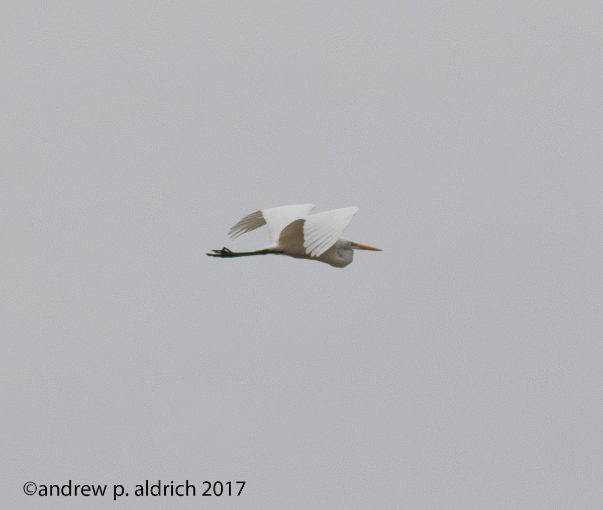 Great Egret - ML51079001