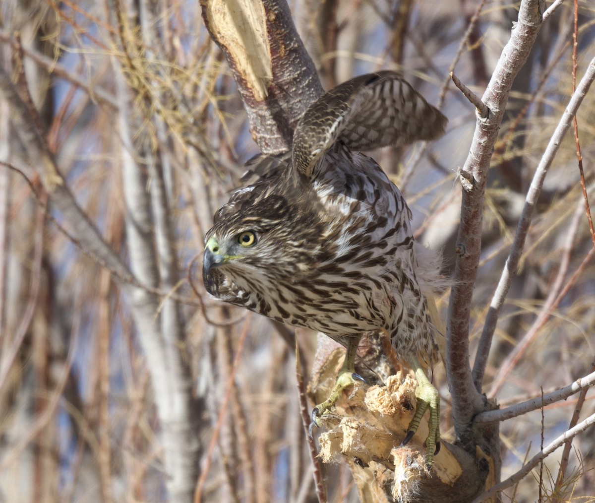 Cooper's Hawk - ML510790661