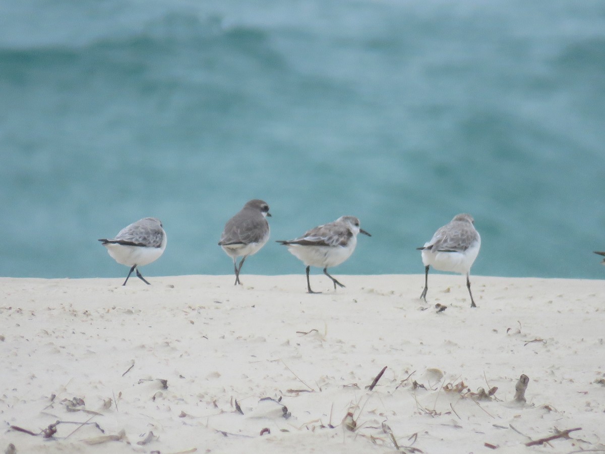 Curlew Sandpiper - ML510791341
