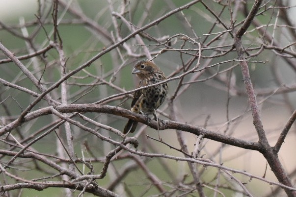 Blue-black Grassquit - ML510791351