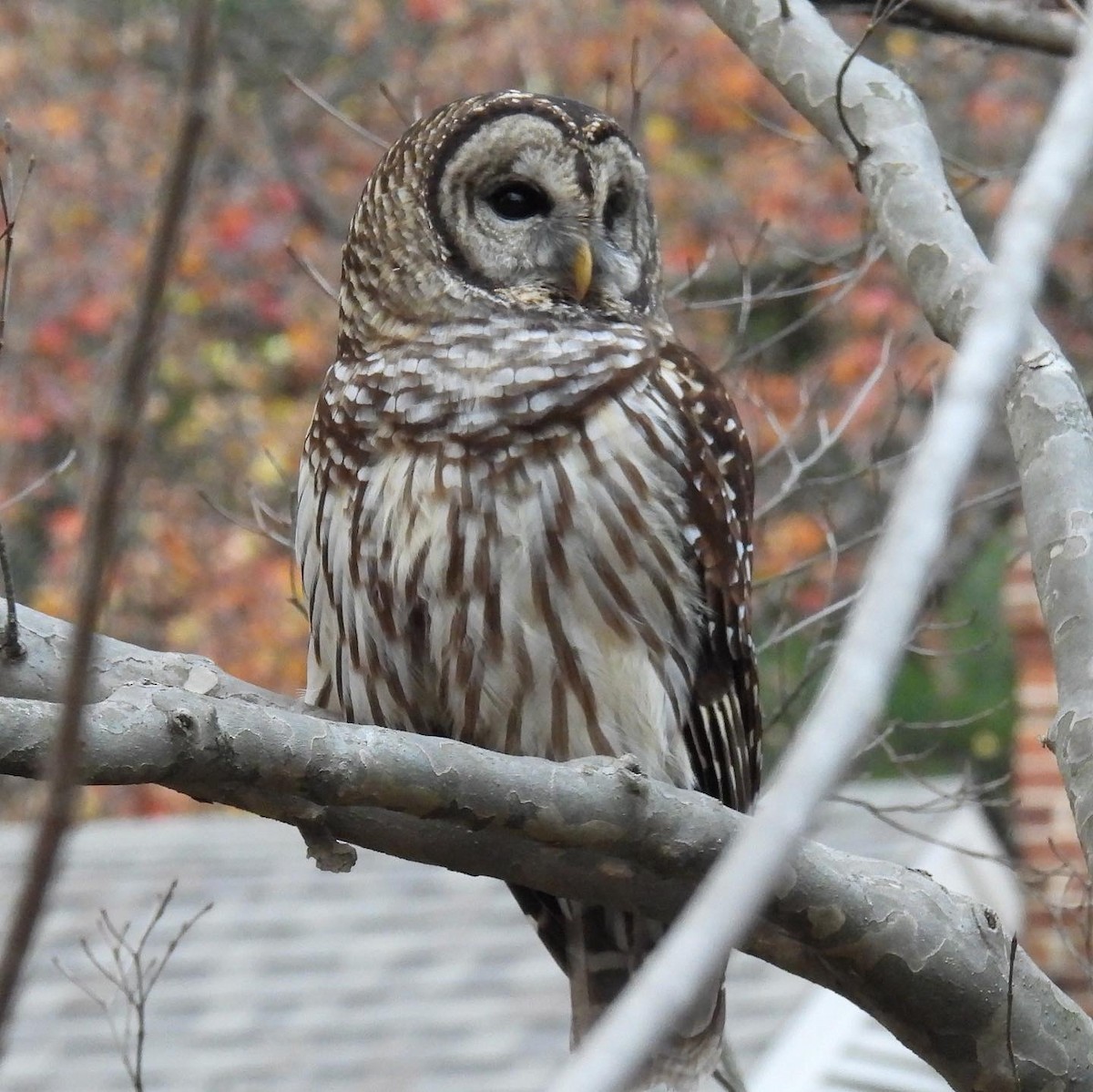 Barred Owl - ML510791481