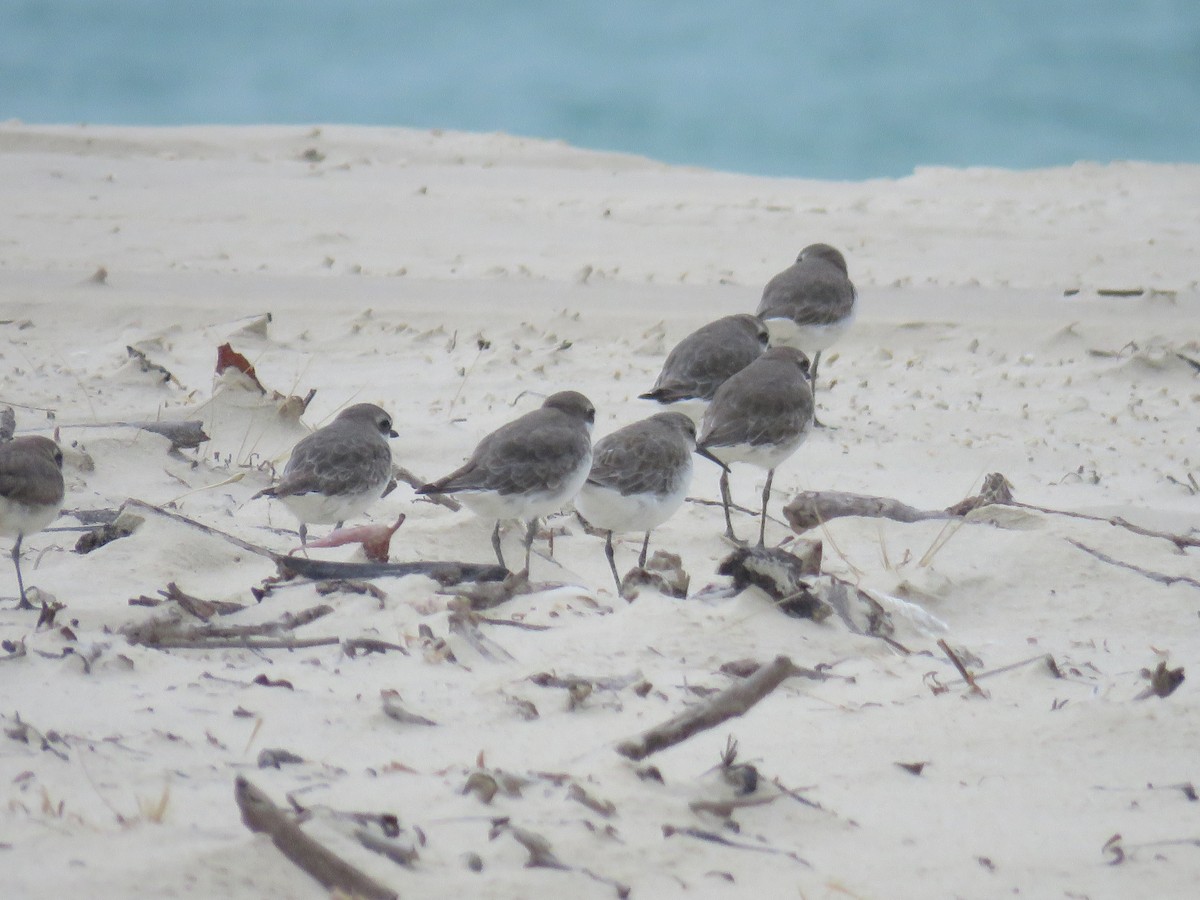 Curlew Sandpiper - ML510791561