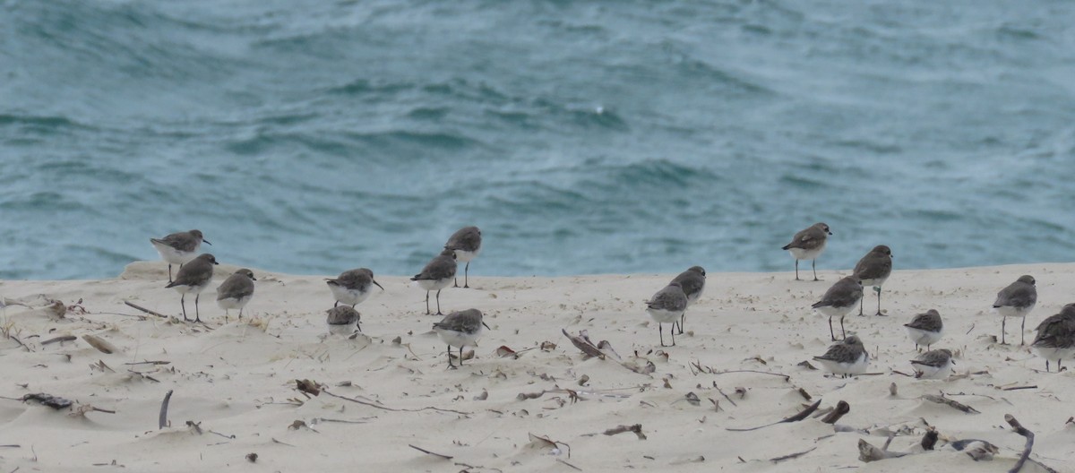 Siberian Sand-Plover - ML510791611