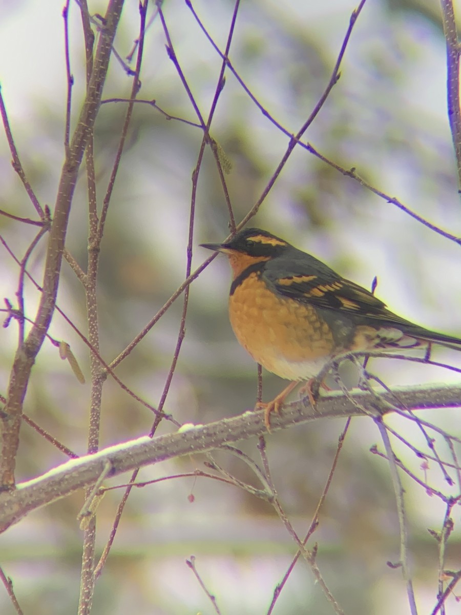 Varied Thrush - ML510794231