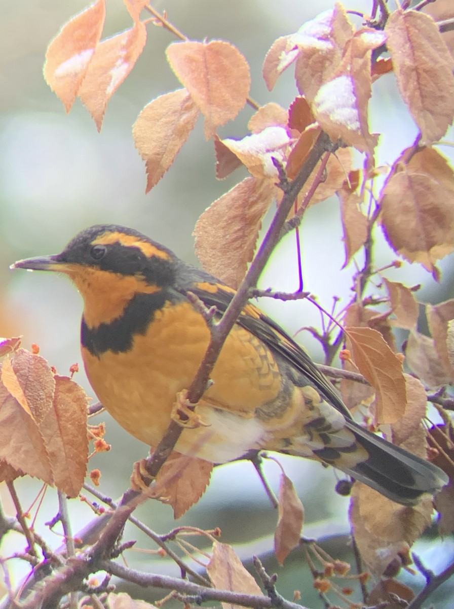 Varied Thrush - ML510794251