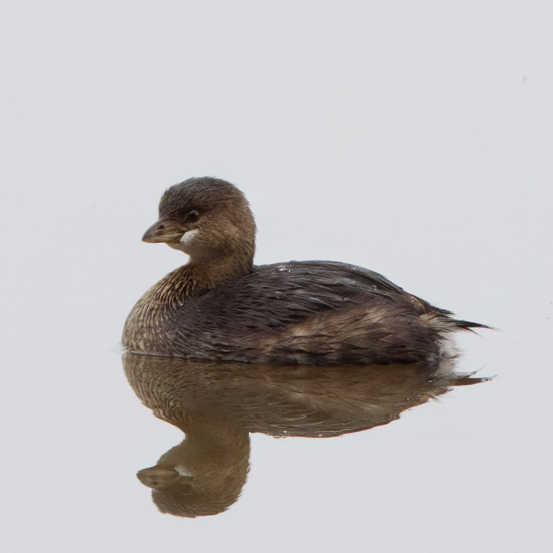 Pied-billed Grebe - ML510795001