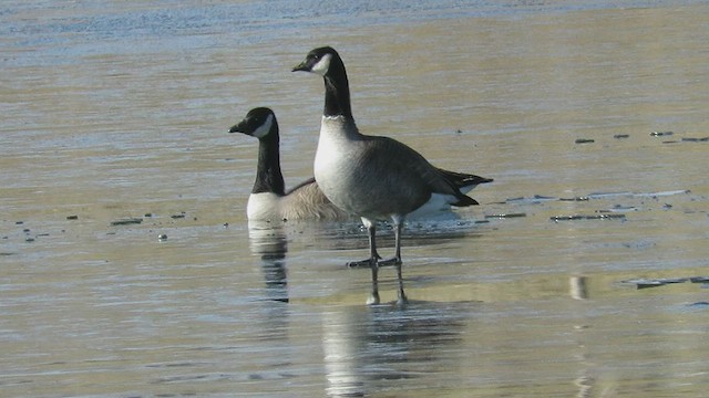 Cackling Goose - ML510795021