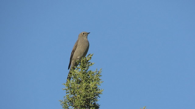 Townsend's Solitaire - ML510795741