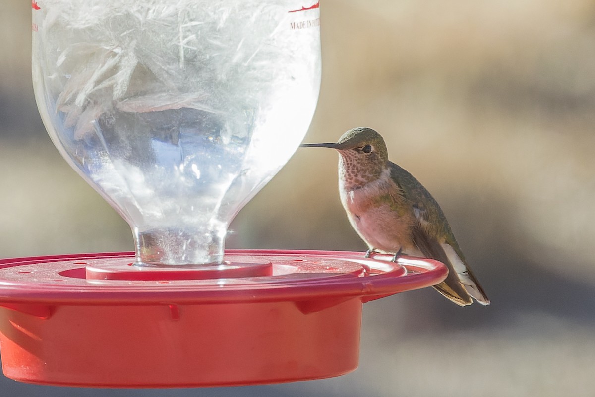 Broad-tailed Hummingbird - Mike Andersen