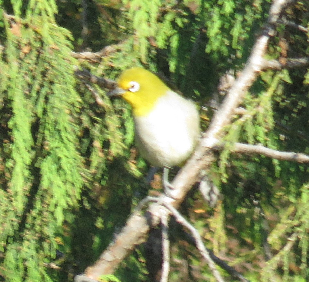 Heuglin's White-eye (Ethiopian) - ML510796871