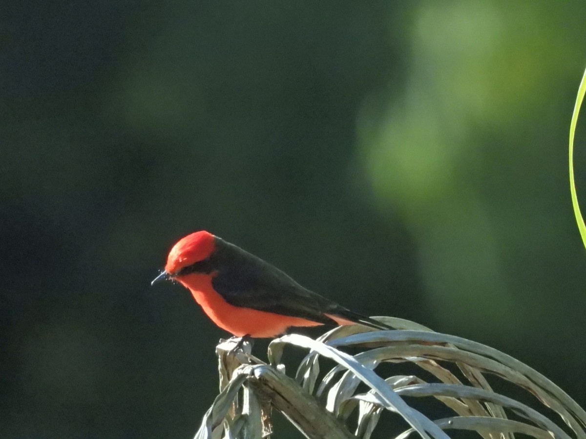 Vermilion Flycatcher - ML510797581