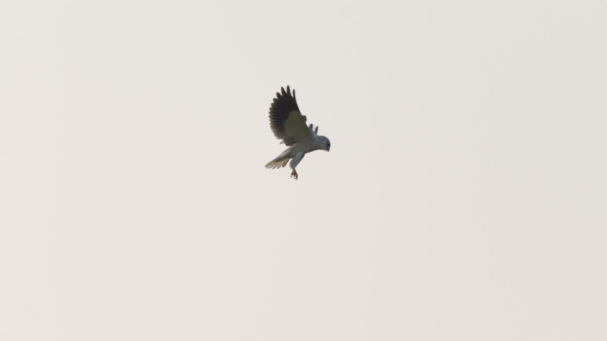 Black-winged Kite - Prasenjit Bhattacharjee