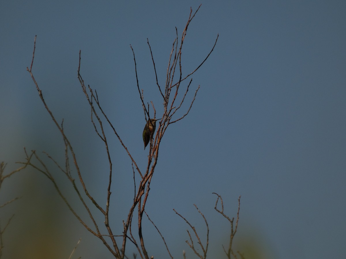 Rufous Hummingbird - Jasen Liu