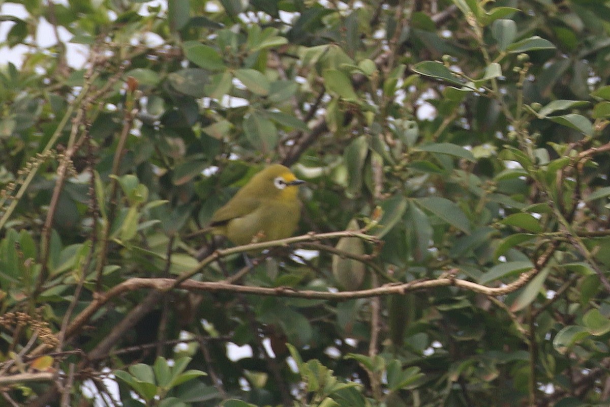 Kikuyu White-eye - ML510799131