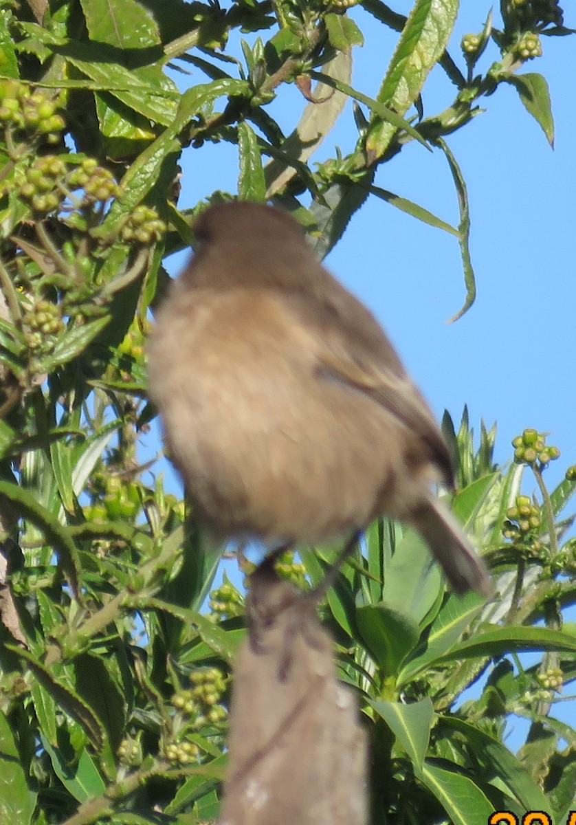 Moorland Chat (Abyssinian) - ML510799391