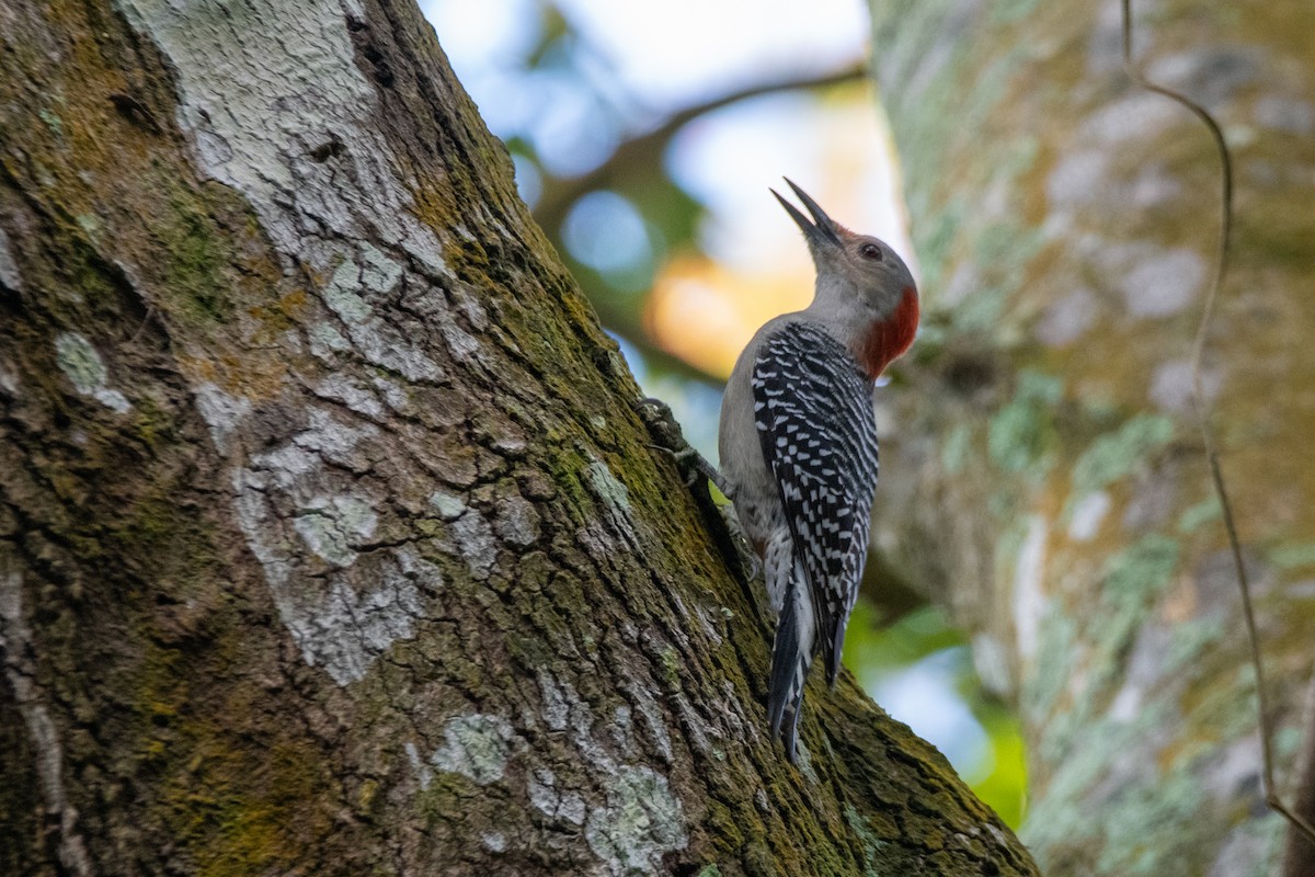 Red-bellied Woodpecker - ML510799461