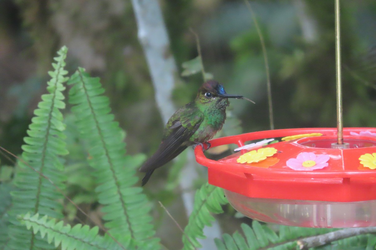 Violet-fronted Brilliant - David Brinkman