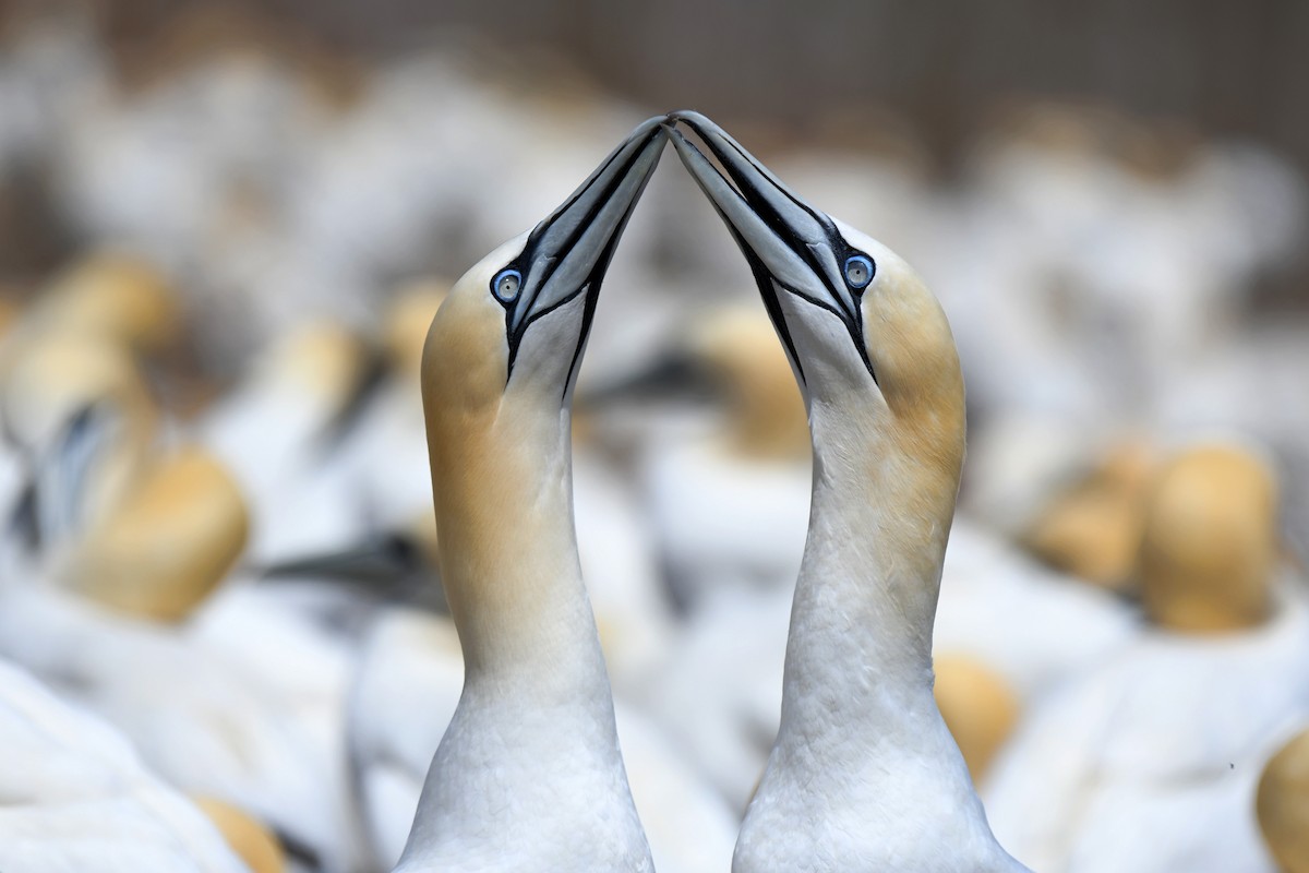 Northern Gannet - ML510800771