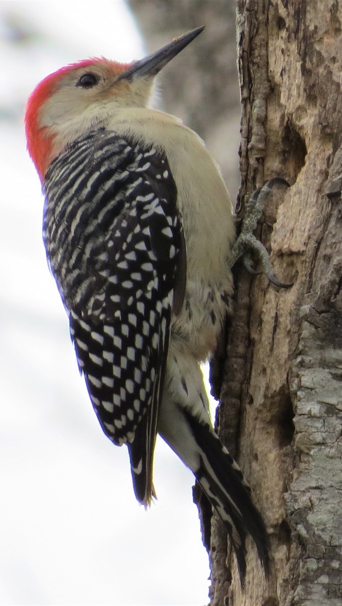 Red-bellied Woodpecker - ML510802641